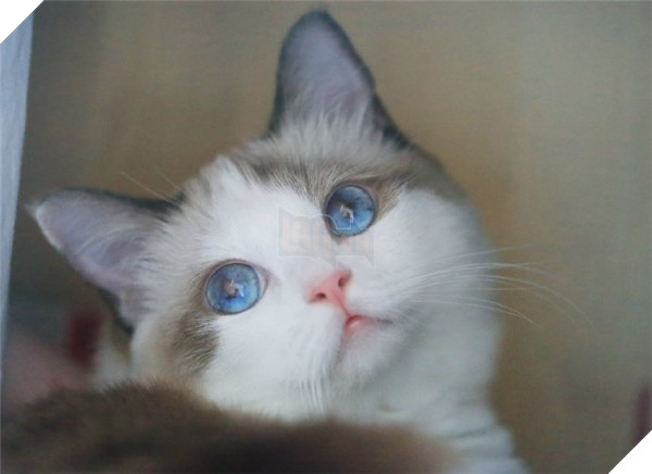 Ghost là một chàng mèo xinh đẹp nổi tiếng khắp mạng xã hội Trung Quốc.