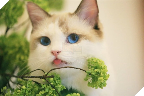 Chết ngất chàng mèo thích cosplay tiểu thư rồi nũng nịu đòi yêu thương