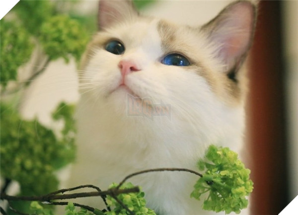 Bé Ghost có đôi mắt xanh thẫm cực kì thu hút.