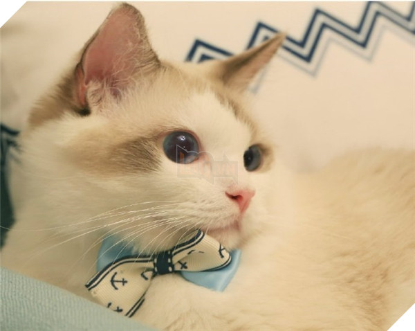 Chết ngất chàng mèo thích cosplay tiểu thư rồi nũng nịu đòi yêu thương