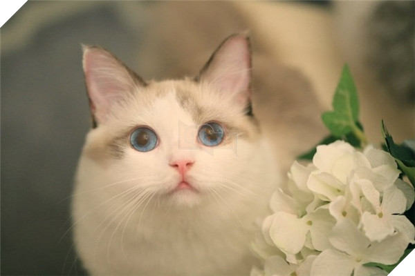 Tuy tên em là Ghost nghe có vẻ đáng sợ vậy thôi chứ em hiền dịu nết na lắm nha.