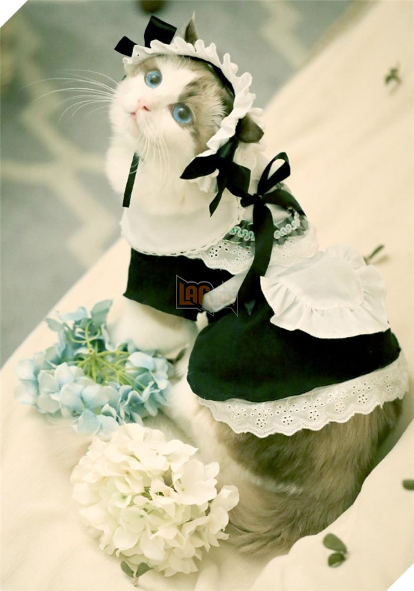 Sở thích của bé Ghost chính là cosplay thành tiểu thư xinh đẹp.