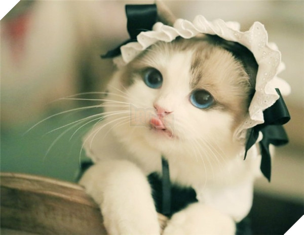 Chết ngất chàng mèo thích cosplay tiểu thư rồi nũng nịu đòi yêu thương