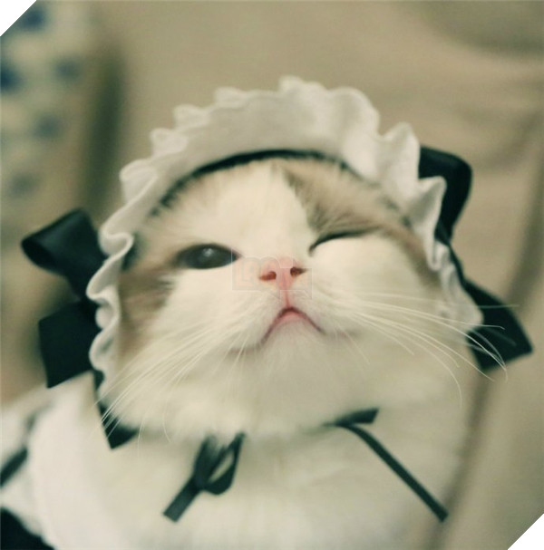 Sau đó thì nũng nịu đòi mọi người yêu thương.