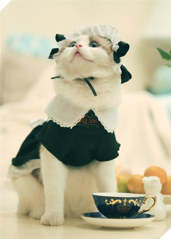 Chết ngất chàng mèo thích cosplay tiểu thư rồi nũng nịu đòi yêu thương