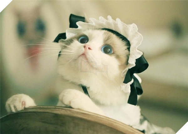 Cậu chủ ơi, mau ôm Ghost bé bỏng!