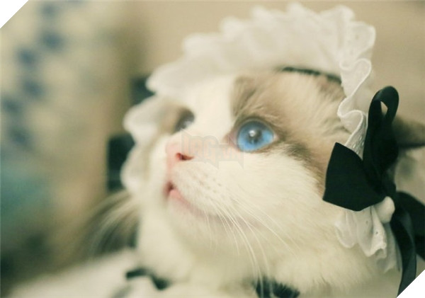 Chết ngất chàng mèo thích cosplay tiểu thư rồi nũng nịu đòi yêu thương