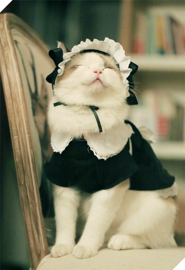 Nhìn khuôn mặt với biểu cảm đáng yêu thế này ai mà nỡ từ chố cơ chứ.