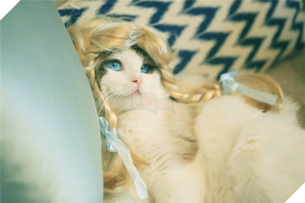 Chết ngất chàng mèo thích cosplay tiểu thư rồi nũng nịu đòi yêu thương