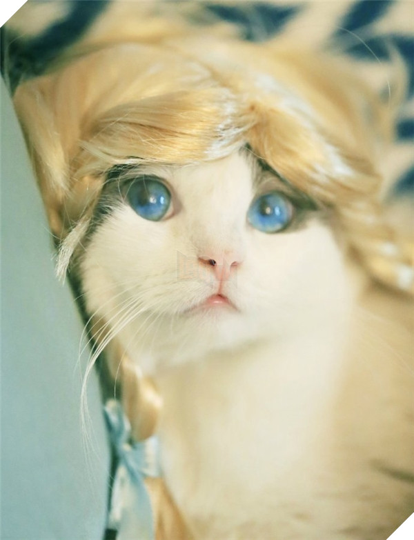 Chết ngất chàng mèo thích cosplay tiểu thư rồi nũng nịu đòi yêu thương