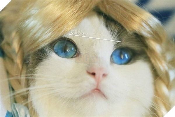 Đôi khi Ghost lại hóa thân thành 