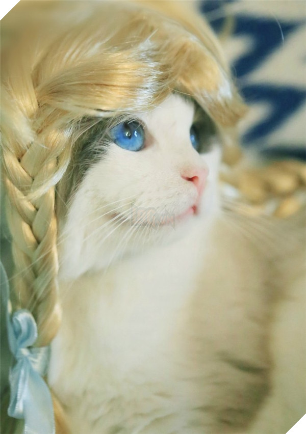 Chết ngất chàng mèo thích cosplay tiểu thư rồi nũng nịu đòi yêu thương