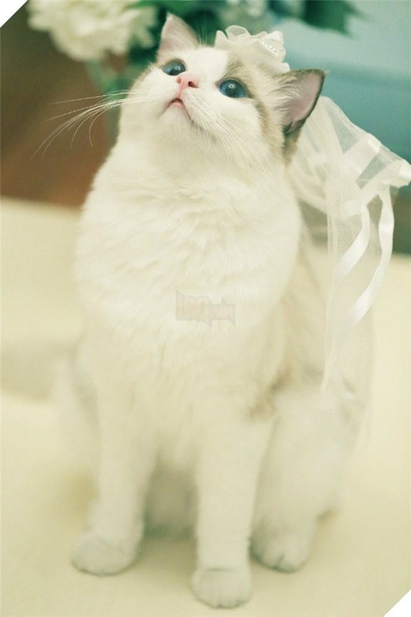 Và đôi khi lại rực rỡ trong bộ trang phục cô dâu.