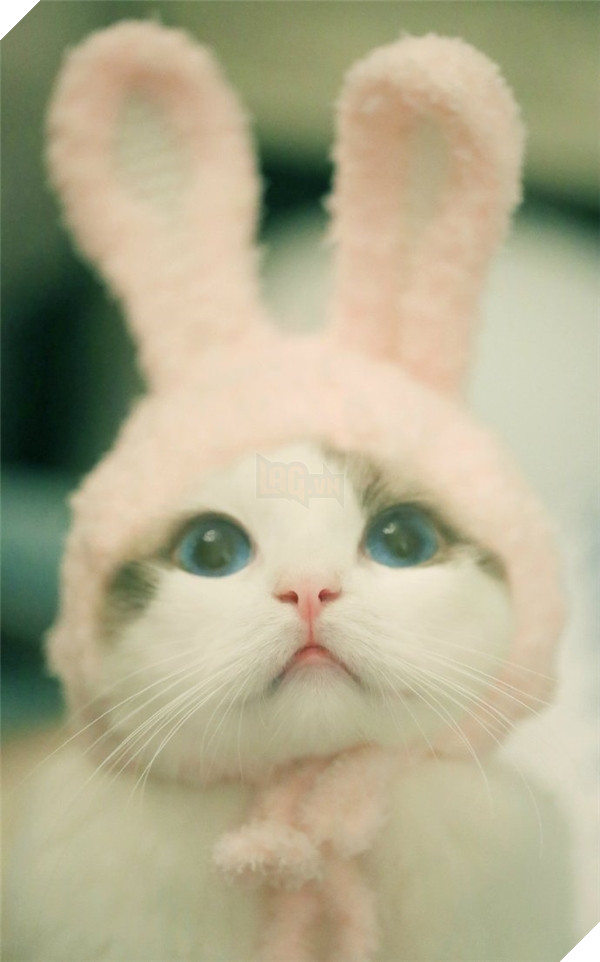 Chết ngất chàng mèo thích cosplay tiểu thư rồi nũng nịu đòi yêu thương