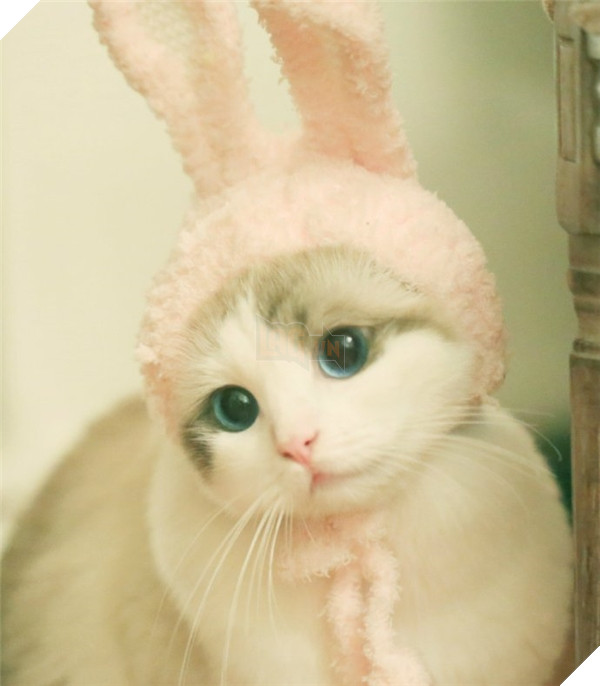 Chết ngất chàng mèo thích cosplay tiểu thư rồi nũng nịu đòi yêu thương