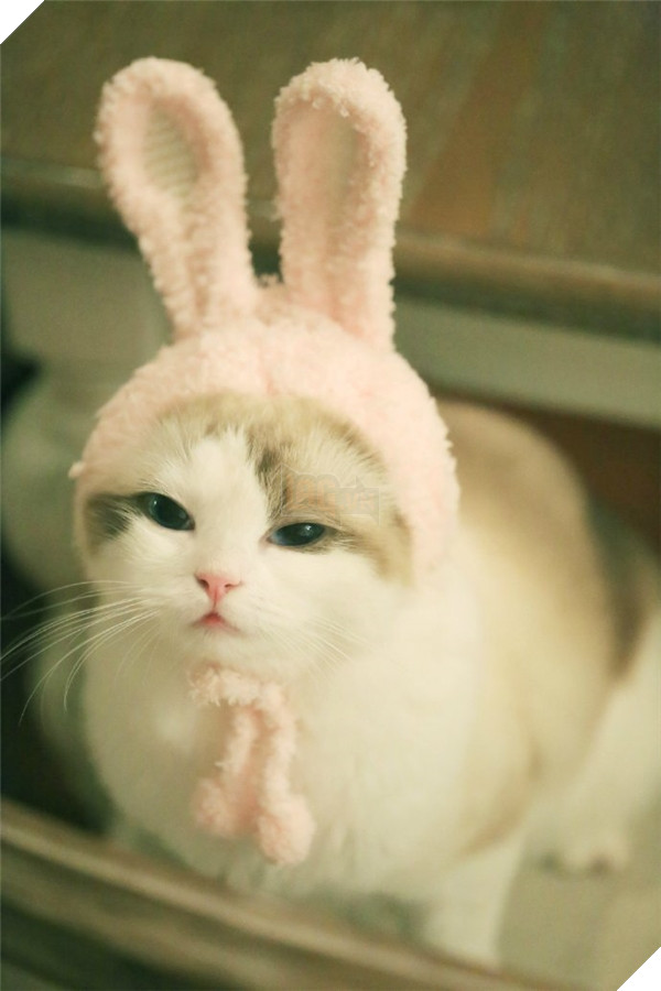 Nhiều lúc bé cũng thích cosplay thành thỏ hồng nhí nhố.