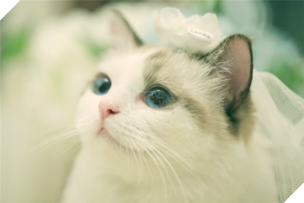 Chết ngất chàng mèo thích cosplay tiểu thư rồi nũng nịu đòi yêu thương