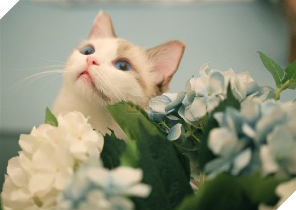 Vừa thích giả nữ, lại rất yêu hoa, thế nhưng bé Ghost là 