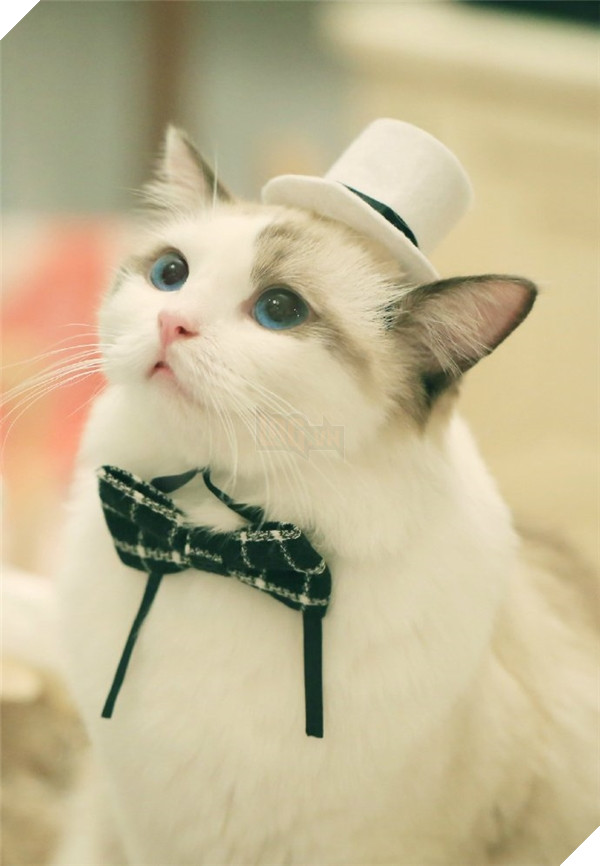 Chết ngất chàng mèo thích cosplay tiểu thư rồi nũng nịu đòi yêu thương