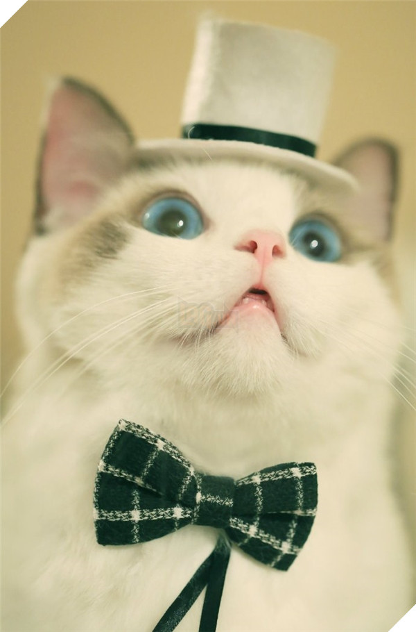 Chết ngất chàng mèo thích cosplay tiểu thư rồi nũng nịu đòi yêu thương