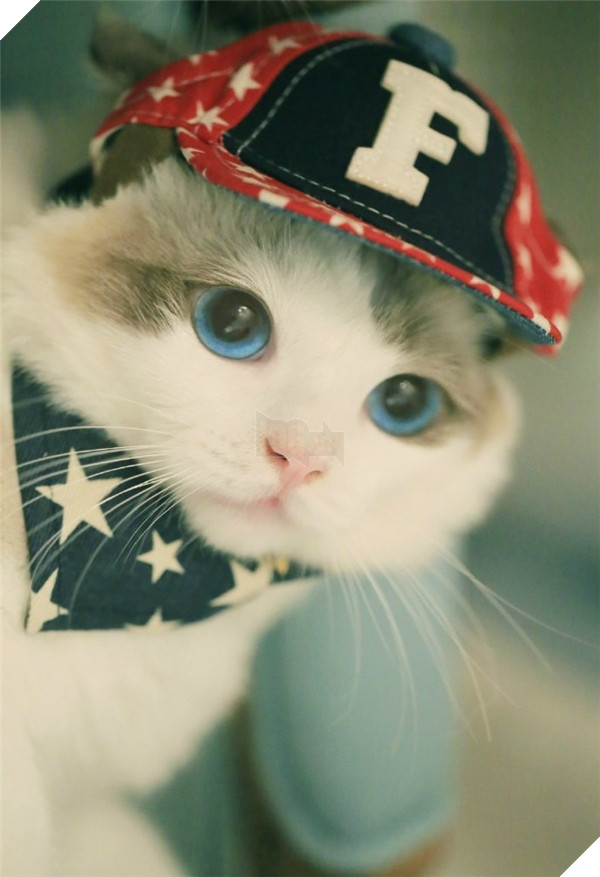 Chết ngất chàng mèo thích cosplay tiểu thư rồi nũng nịu đòi yêu thương