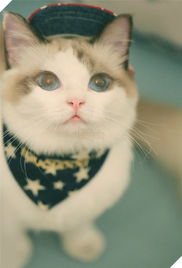 Chết ngất chàng mèo thích cosplay tiểu thư rồi nũng nịu đòi yêu thương