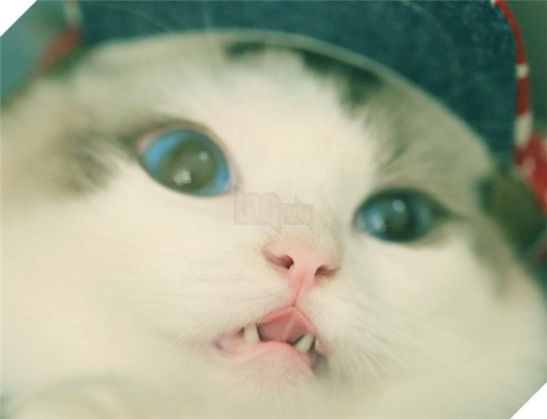 Chết ngất chàng mèo thích cosplay tiểu thư rồi nũng nịu đòi yêu thương