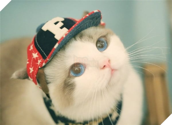 Chết ngất chàng mèo thích cosplay tiểu thư rồi nũng nịu đòi yêu thương