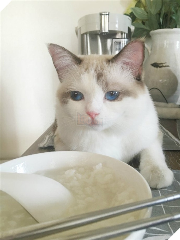 Ai cho ăn gì em ăn nấy chứ không có 