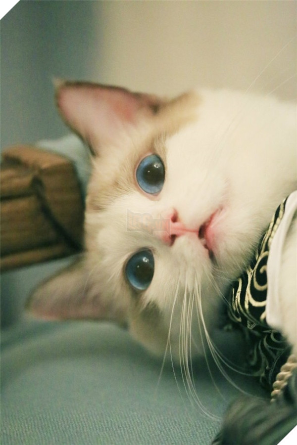 Chết ngất chàng mèo thích cosplay tiểu thư rồi nũng nịu đòi yêu thương