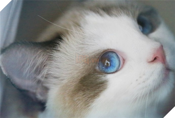 Chết ngất chàng mèo thích cosplay tiểu thư rồi nũng nịu đòi yêu thương