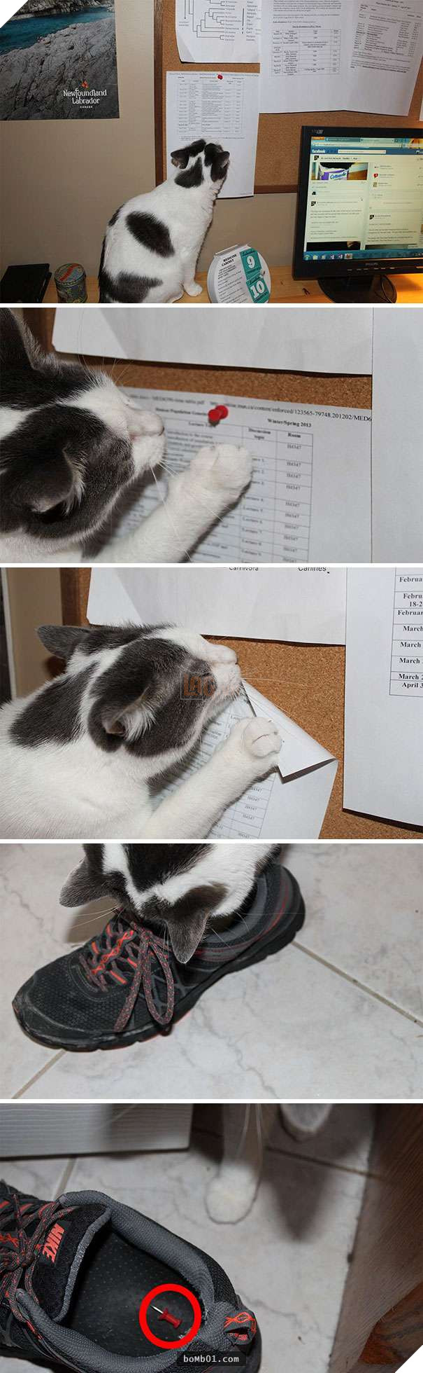 Thất vọng với 10 trường hợp ‘nuôi ong tay áo’ trong nhà, #2 khiến khổ chủ phải đi viện 2