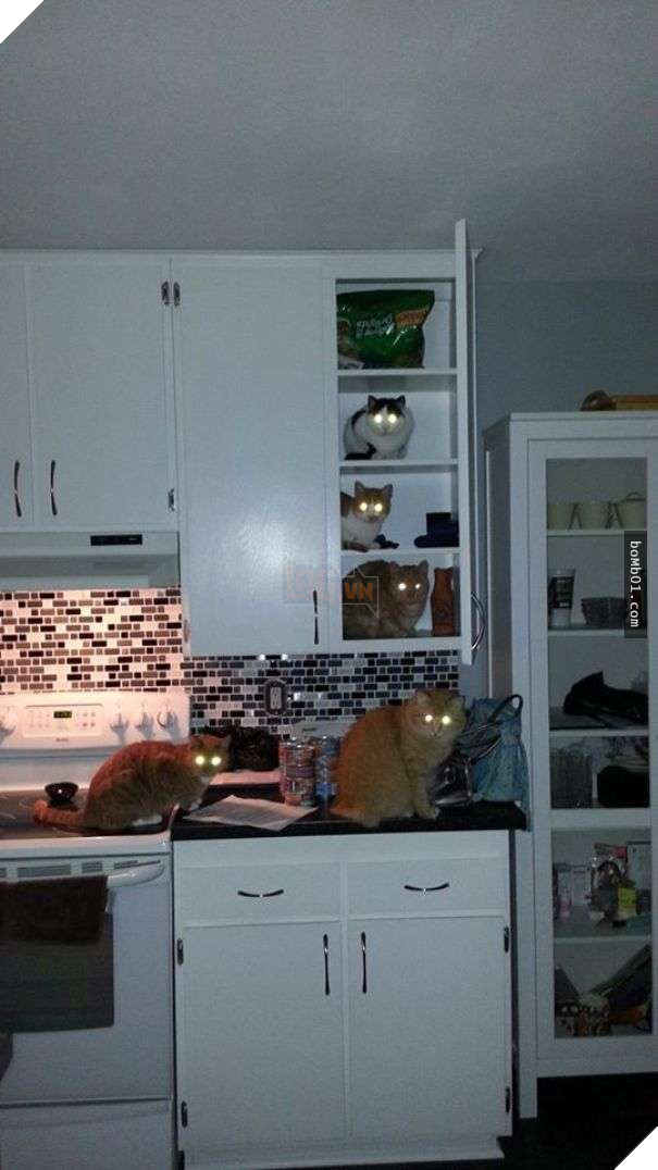 Thất vọng với 10 trường hợp ‘nuôi ong tay áo’ trong nhà, #2 khiến khổ chủ phải đi viện 8