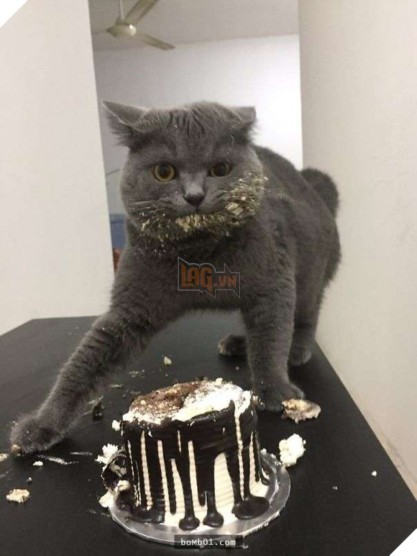 Thất vọng với 10 trường hợp ‘nuôi ong tay áo’ trong nhà, #2 khiến khổ chủ phải đi viện 9