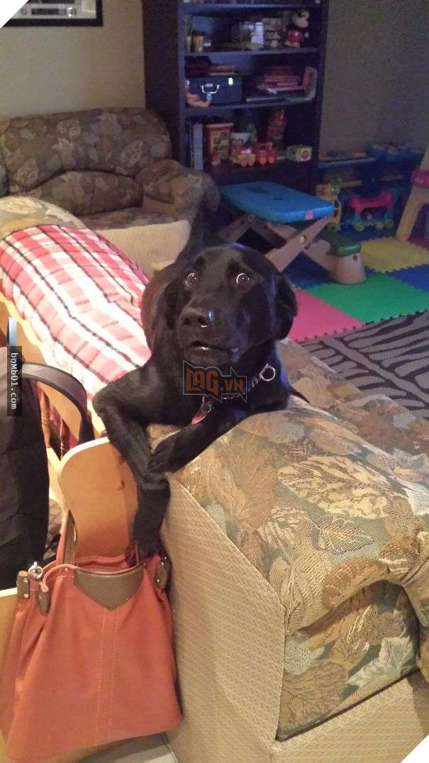 Thất vọng với 10 trường hợp ‘nuôi ong tay áo’ trong nhà, #2 khiến khổ chủ phải đi viện 10