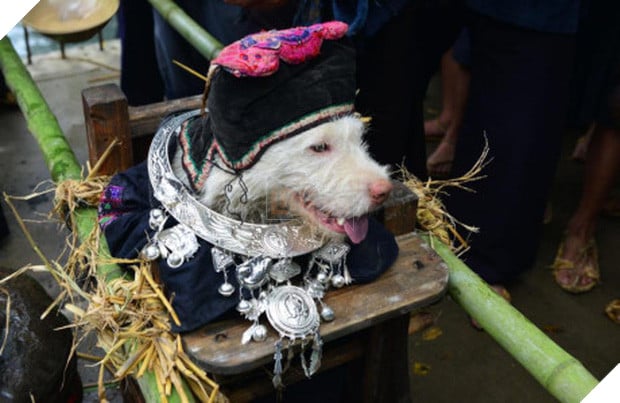 Trung Quốc: Các chú chó được mặc quần áo đẹp, đeo trang sức và tôn vinh như vị thần - Ảnh 2.