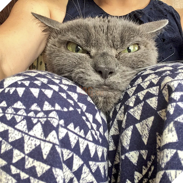 Chú mèo với khuôn mặt không cảm xúc nhìn là thấy ghét - Ảnh 1.