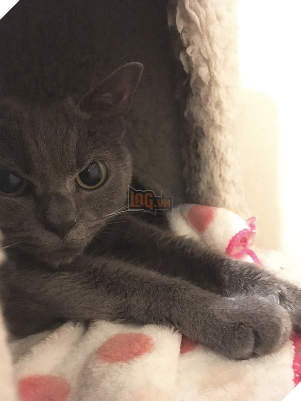 Chú mèo với khuôn mặt không cảm xúc nhìn là thấy ghét - Ảnh 17.