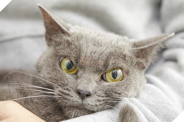 Chú mèo với khuôn mặt không cảm xúc nhìn là thấy ghét - Ảnh 3.