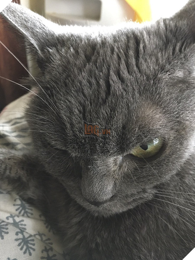 Chú mèo với khuôn mặt không cảm xúc nhìn là thấy ghét - Ảnh 5.