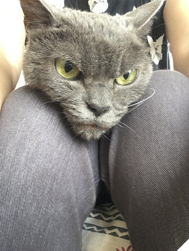 Chú mèo với khuôn mặt không cảm xúc nhìn là thấy ghét - Ảnh 9.