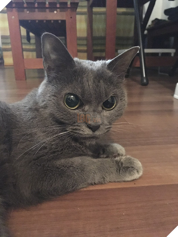 Chú mèo với khuôn mặt không cảm xúc nhìn là thấy ghét - Ảnh 11.