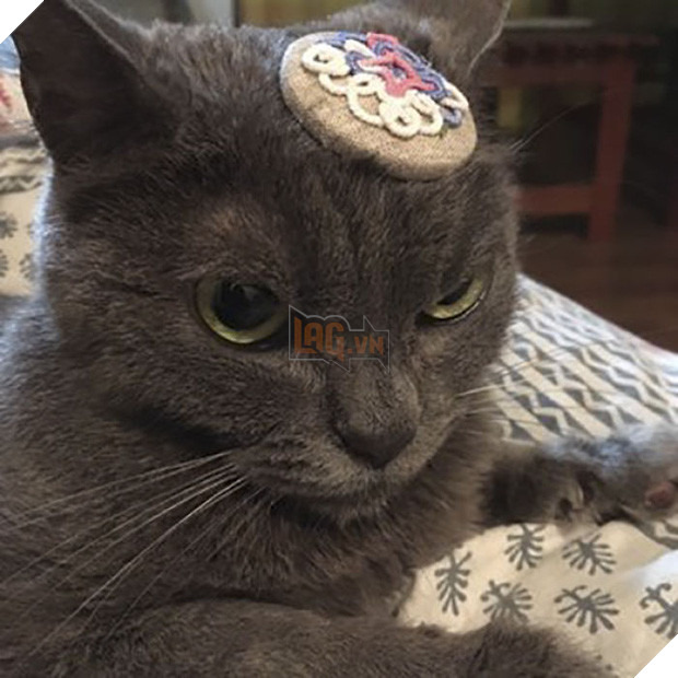 Chú mèo với khuôn mặt không cảm xúc nhìn là thấy ghét - Ảnh 13.