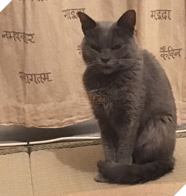 Chú mèo với khuôn mặt không cảm xúc nhìn là thấy ghét - Ảnh 15.