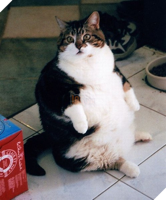 Mê say đắm đuối bọn mèo lai heo , nhìn chỉ muốn cắn cho một phát! 2