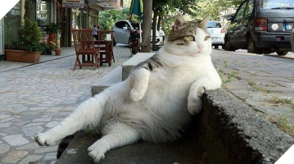 Mê say đắm đuối bọn mèo lai heo , nhìn chỉ muốn cắn cho một phát! 3