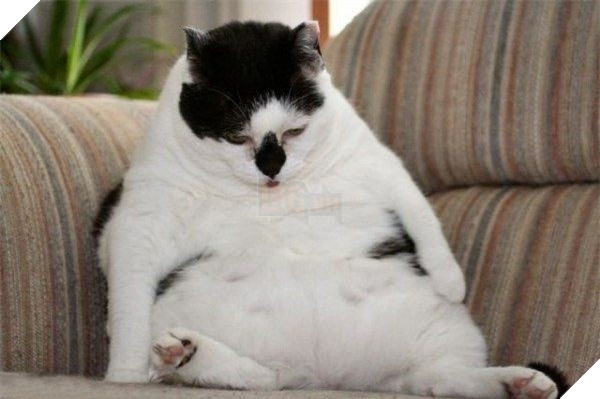 Mê say đắm đuối bọn mèo lai heo , nhìn chỉ muốn cắn cho một phát! 5