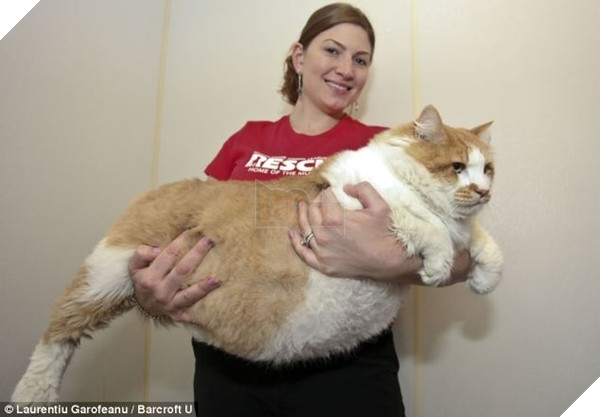 Mê say đắm đuối bọn mèo lai heo , nhìn chỉ muốn cắn cho một phát! 7