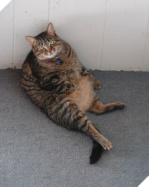 Mê say đắm đuối bọn mèo lai heo , nhìn chỉ muốn cắn cho một phát! 8