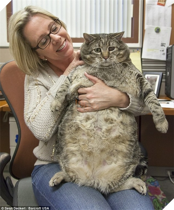 Mê say đắm đuối bọn mèo lai heo , nhìn chỉ muốn cắn cho một phát! 10